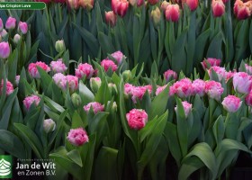 Tulipa Crispion Love ® (2)